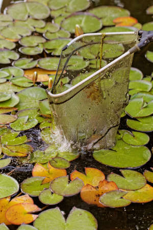 fish landing nets in the lake with plantsの写真素材