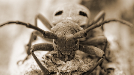 Macro portrait of the Capricorn Beetle in the nature photo with special filterの写真素材