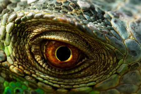macro of a fantastic green iguana eyeの写真素材