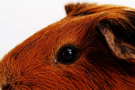 guinea pig head close-up (macro)の写真素材