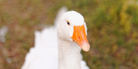 White geese with blue eyes, in farm