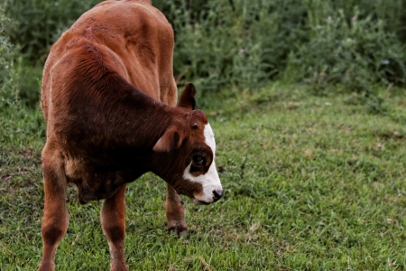 motley cow graze in a field (free range)の写真素材