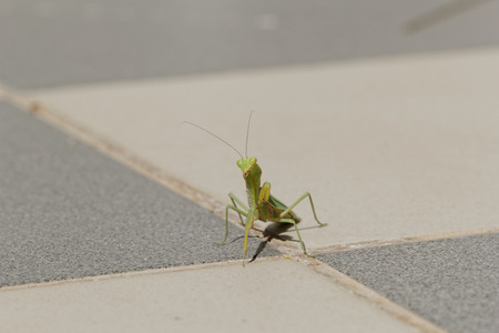 huge green praying Mantis on the floor (Mantodea, mantises, mantes)の写真素材