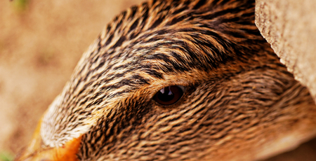 Domestic duck with brown eyes on a farmの写真素材