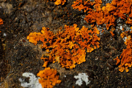 Macro photo of the mushroom on the rocks