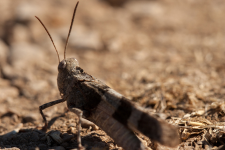 Brown locust close up full body side view (Oedipoda carulescens)の写真素材