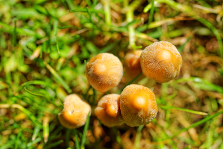 Mushroom growing in the grassの写真素材