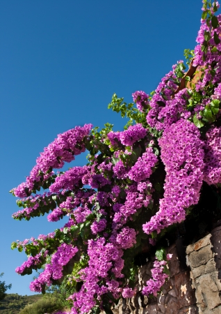 beautiful cyclamen bougainvilleaの写真素材