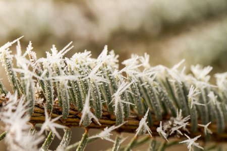 rime or hoarfrost on a silver pine branchの写真素材