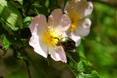 close up about copper flower beetle on flower (Protaetia fieberi)の写真素材