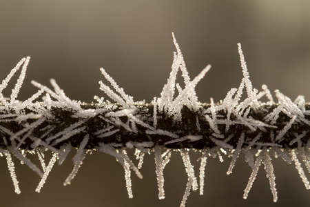 hoarfrost on a thin branchの写真素材