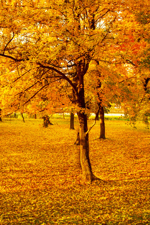 Beautyfoul colors of autumn landscape in the forestの写真素材
