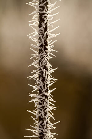 hoarfrost on a thin branchの写真素材