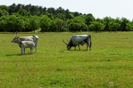 Ruminant Hungarian gray cattle bull on grassの写真素材