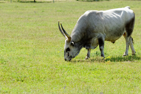 Ruminant Hungarian gray cattle bull on grassの写真素材