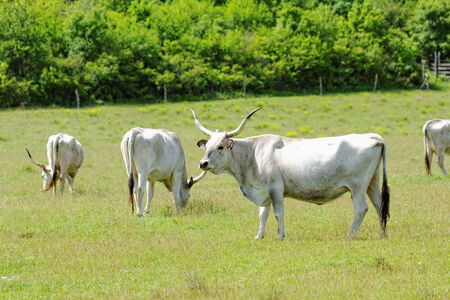 Ruminant Hungarian gray cattle bull on grassの写真素材