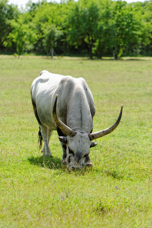 Ruminant Hungarian gray cattle bull on grassの写真素材