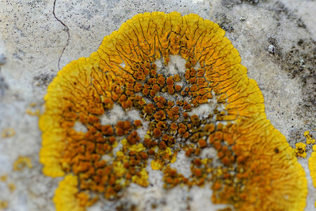 Macro photo of the mushroom on the rocksの写真素材