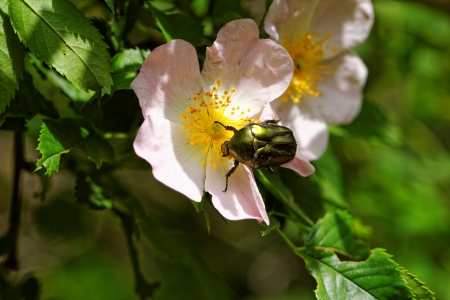 close up about copper flower beetle on flower (Protaetia fieberi)の写真素材