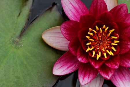 closeup about purple water lily on the small Lakeの写真素材