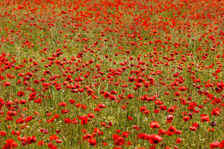 Huge red colored poppy fieldの写真素材