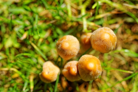 Mushroom growing in the grassの写真素材