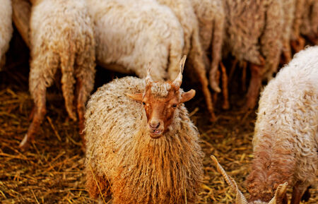many goats with horn eating on the farm の写真素材