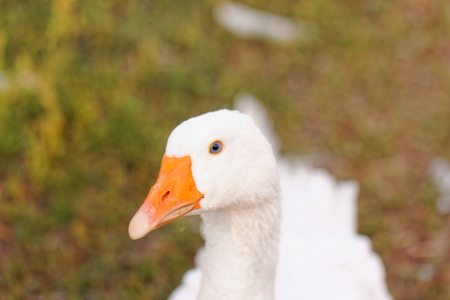 White geese with blue eyes, in farmの写真素材
