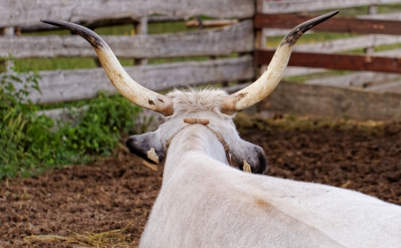 Ruminant Hungarian gray cattle bull in the corral from backの写真素材