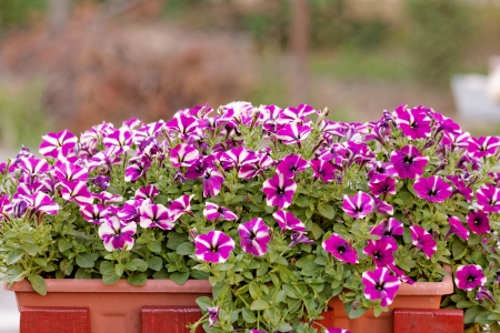 the purple white petunia, on balkony boxの写真素材