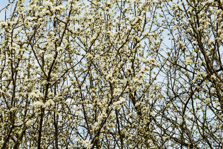 white blossom of the treeの写真素材