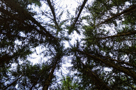 growing stretching tree to the skyの写真素材