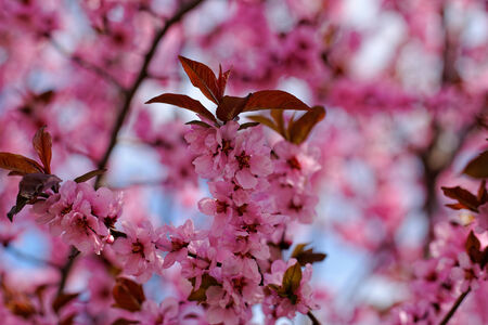 Beautiful close up photo of Japanese cherry flowersの写真素材