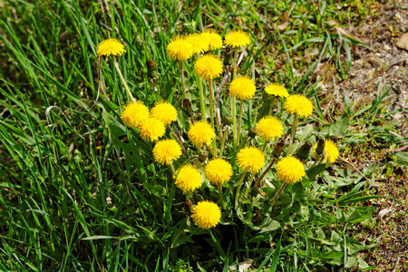 Beautiful photo of a bouquet yellow dandelionの写真素材
