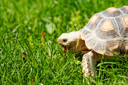 African Spurred Tortoise (Geochelone sulcata) in the gardenの写真素材