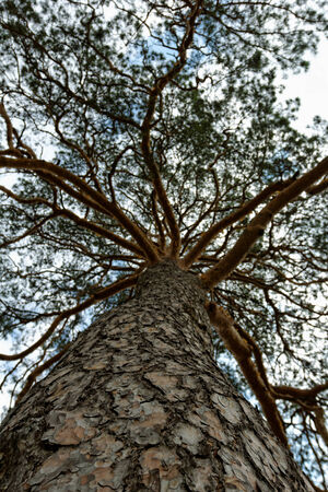 Photo of a tall tree - photographed from belowの写真素材