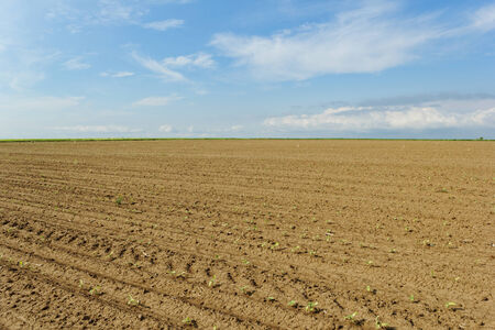 Photo of very young sunflower seedlings under the blue skyの写真素材