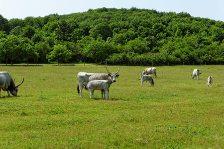 Ruminant Hungarian gray cattle bull on grassの写真素材