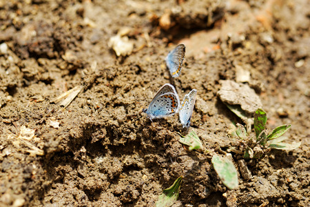 The Silver-studded Blue (Plebejus argus) is a butterfly in the family Lycaenidaeの写真素材