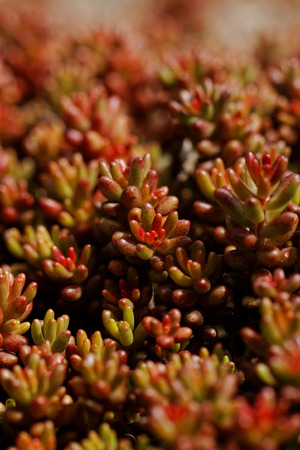 Close up photo of a beautiful red ornamentalsの写真素材