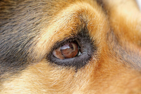 Close up photo of a rottweiler's eyeの写真素材