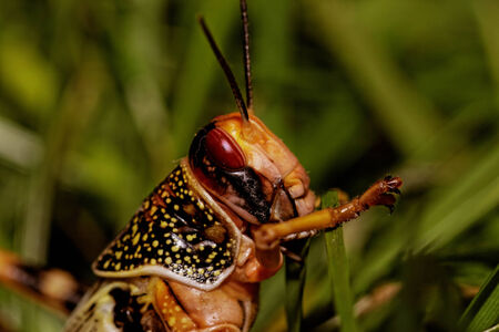 one locust eating the grass in the natureの写真素材