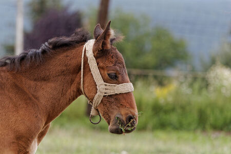 Portrait of a brown horse on the farmの写真素材