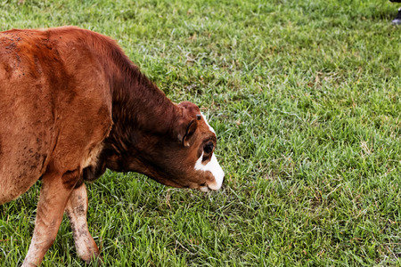 motley cow graze in a field (free range)の写真素材