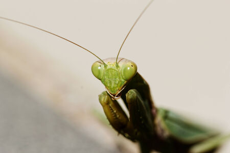 huge green praying Mantis on the floor (Mantodea, mantises, mantes)の写真素材