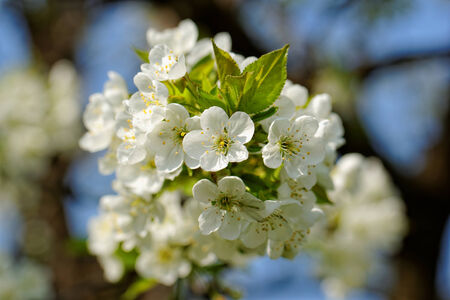 blossom cherry treeの写真素材