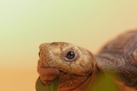 African Spurred Tortoise (Geochelone sulcata) isolatedの写真素材
