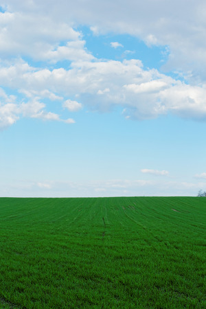 green wheat field under the blue cloudy skyの写真素材