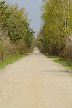 dirt road in the forestの写真素材
