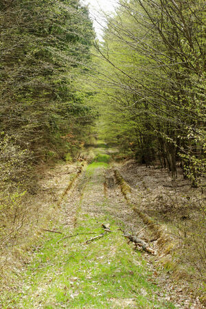 dirt road in the forestの写真素材
